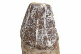 Fossil Primitive Whale (Pappocetus) Jaw Section - Morocco #225288-3